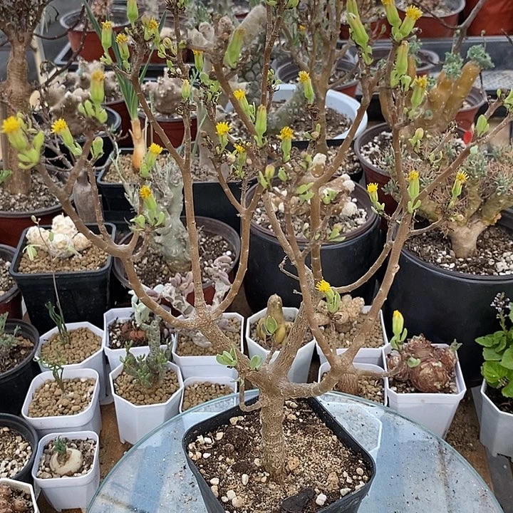 枝干厚敦菊一一一一一一一