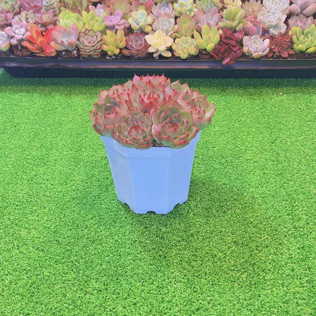 水蜜桃八颗送八角盆土