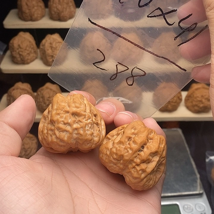 核桃蛤蟆头40边41肚