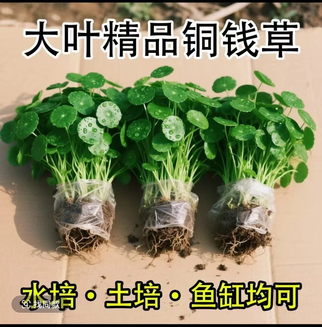 铜钱草水培水养办公室桌面盆栽花卉四季常青绿植净化空气活苗