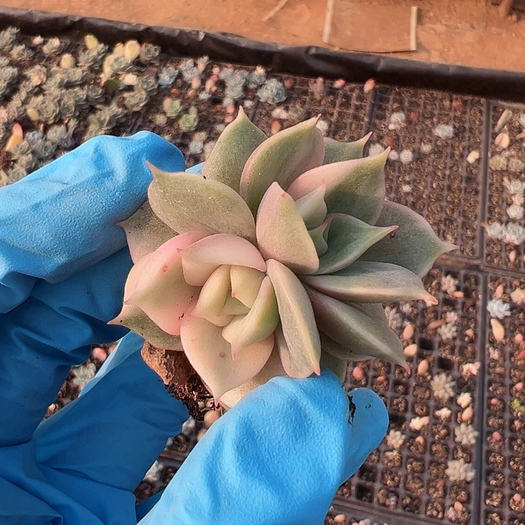 贝加尔湖锦，覆轮锦