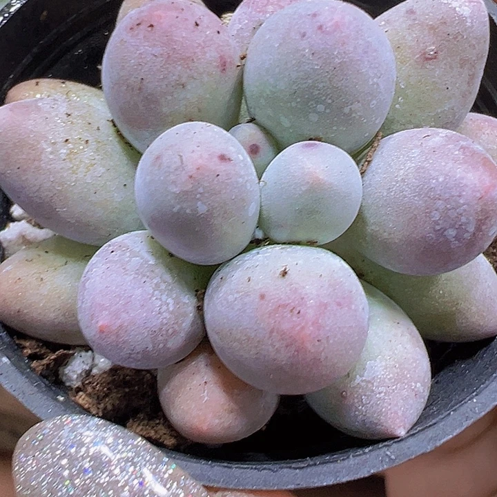 圆叶汤圆19包邮多肉植物