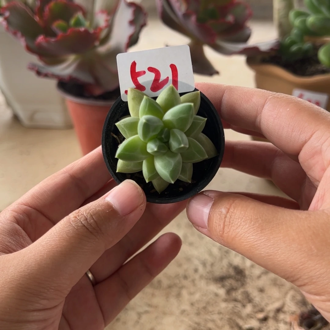 【闪购商品】芒果皮。 521。 111111