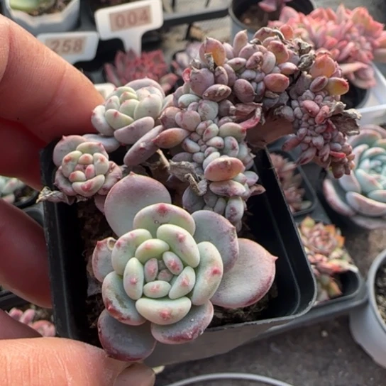381粉珍妮缀多肉植物多