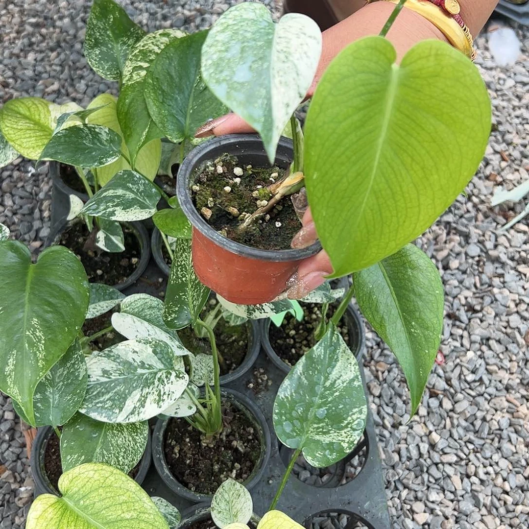 完全开放白怪兽随机发货不售后