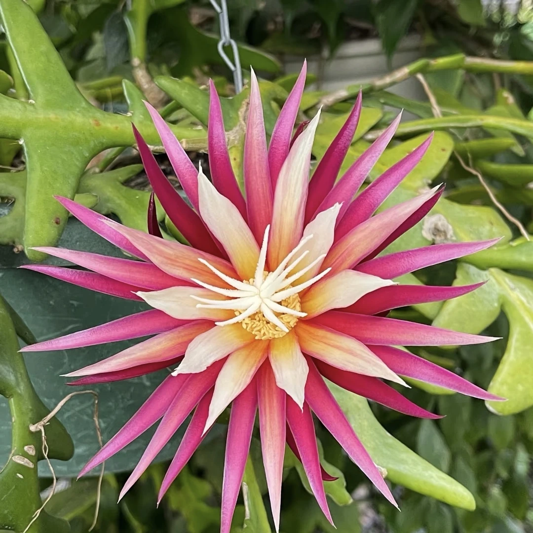 【鸿飞专属】鱼骨令箭昙花 (混色 黑盆)爆花好养室内阳台 云南绿植