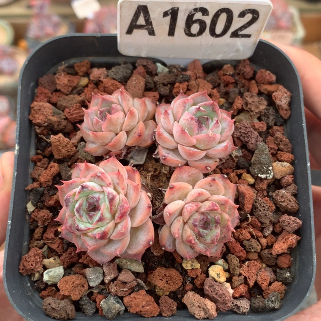 A1602 海琳娜杂老桩 无砍 6cm