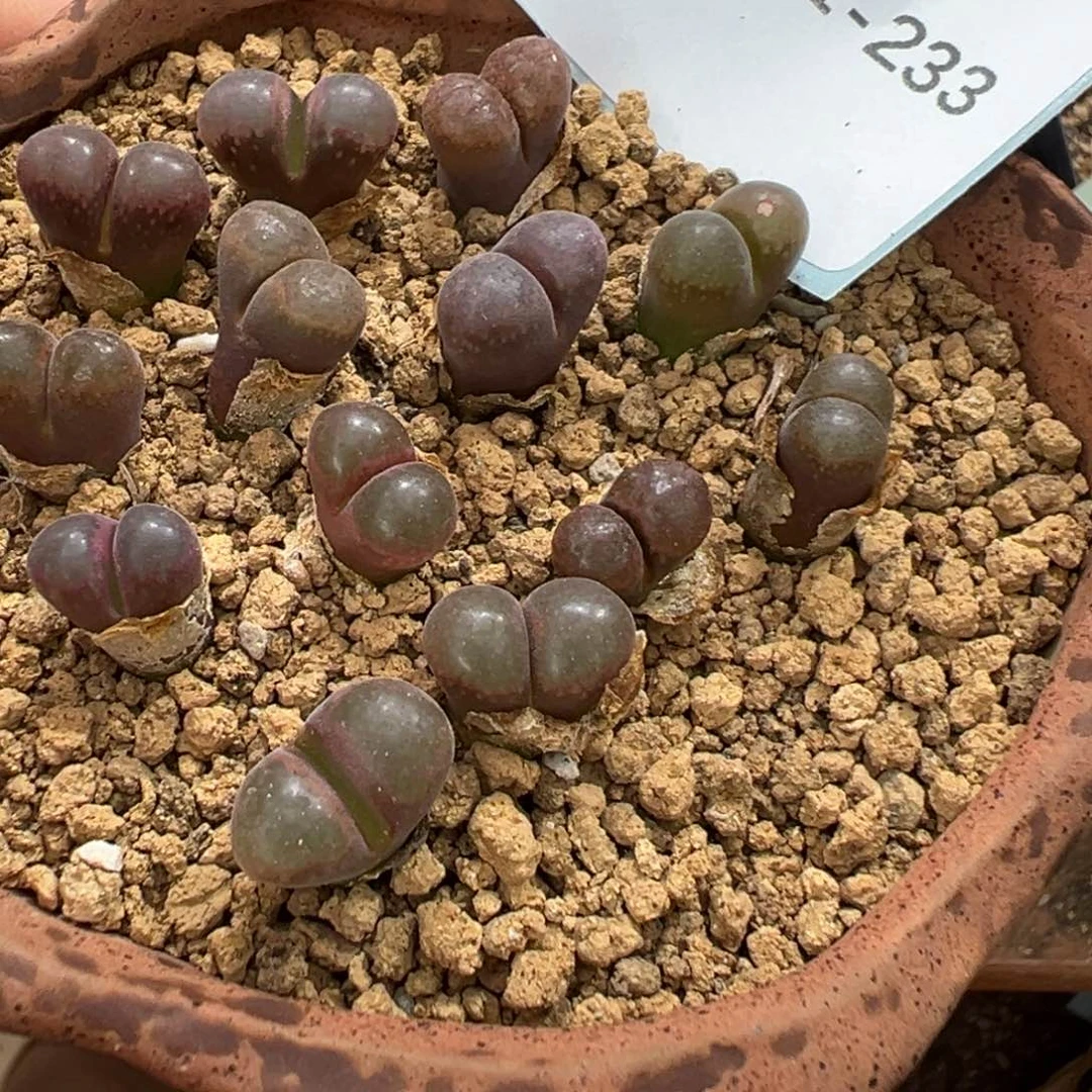 。***。1-233肉锥多肉植物