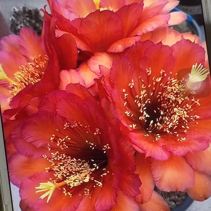 vr11 侧芽5公分左右毛花柱（20包邮）