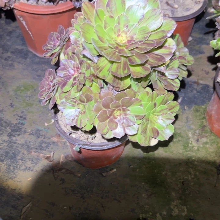 不包断枝一物一拍10
