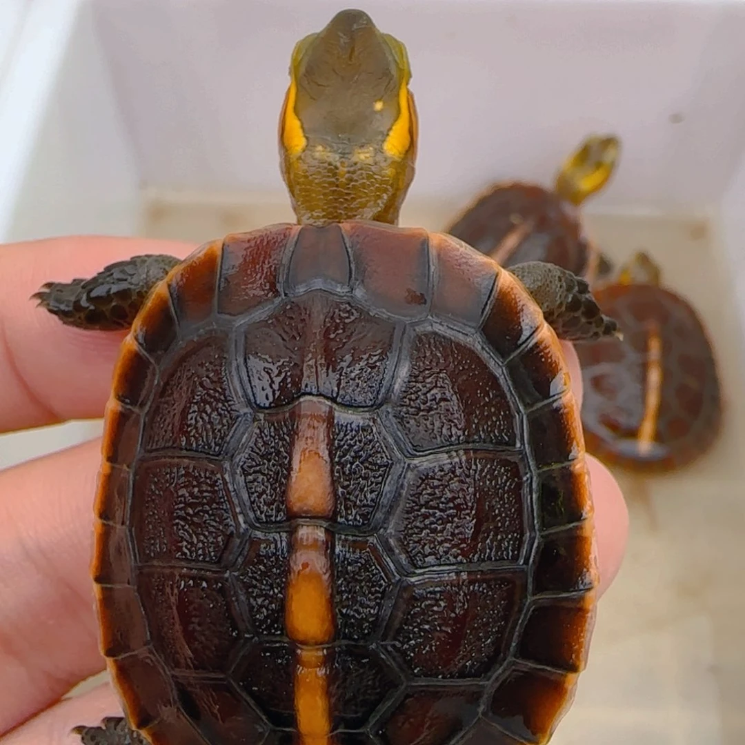 不分公母宠物龟皖南安缘苗