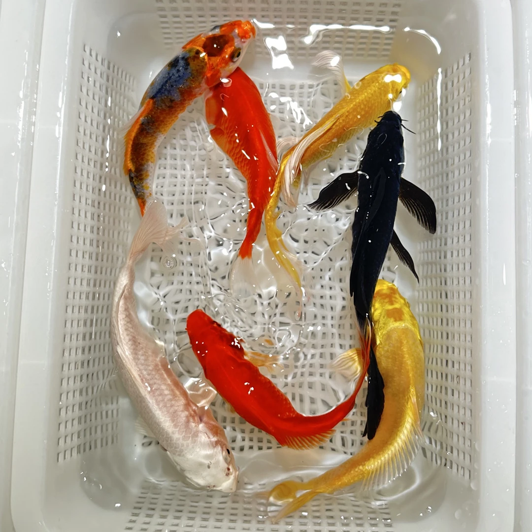 12-16cm/1黑1白1无磷德系2红鲫2黄/好养耐活/德系是无磷的/好养