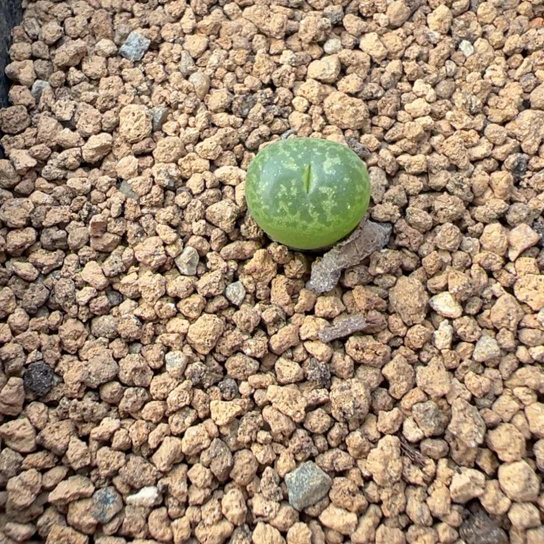 13-67肉锥多肉植物