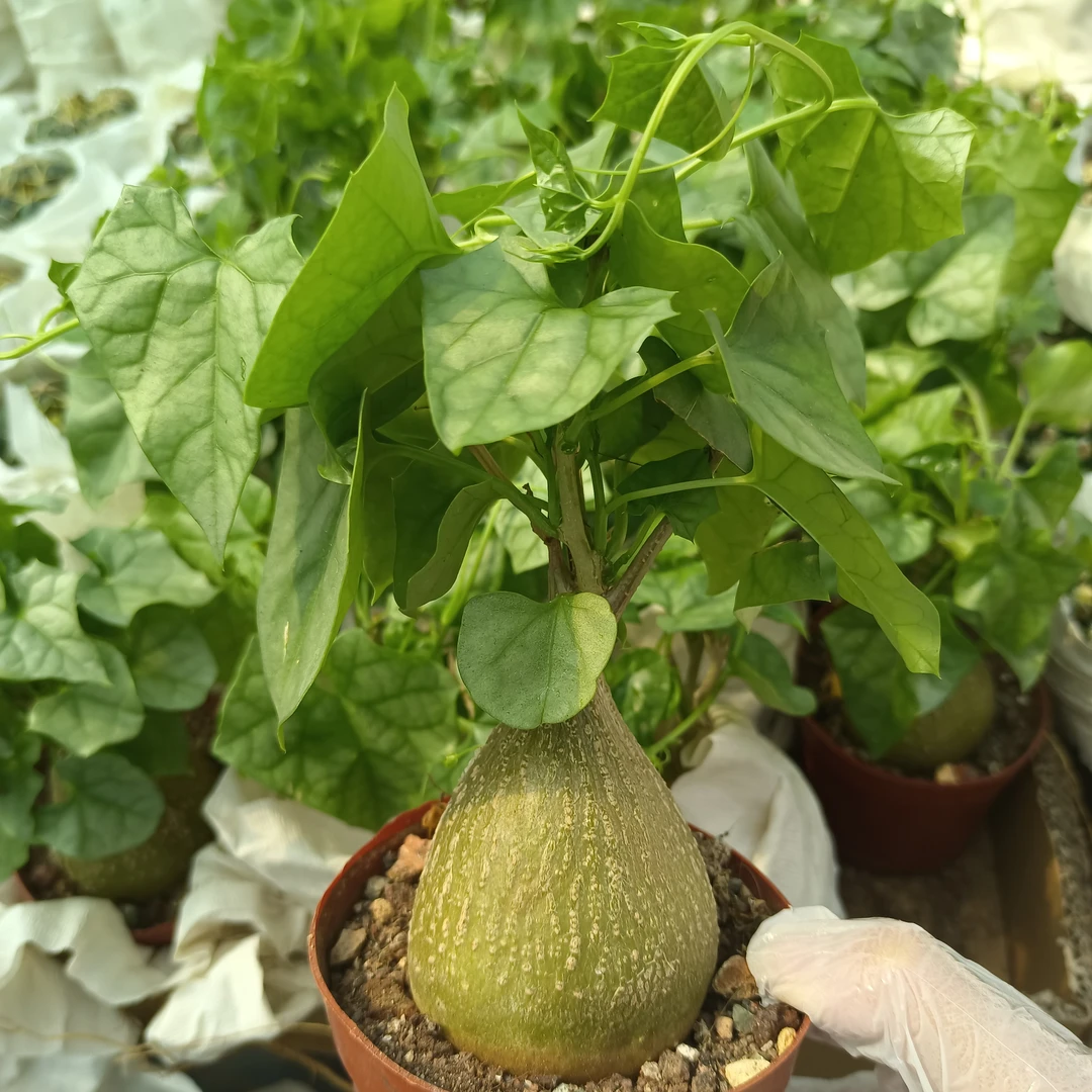 室内好养的银叶睡布袋爬藤植物趣味盆栽