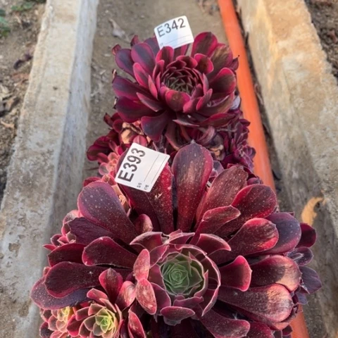 多肉植物白月光凤冠捧花二个