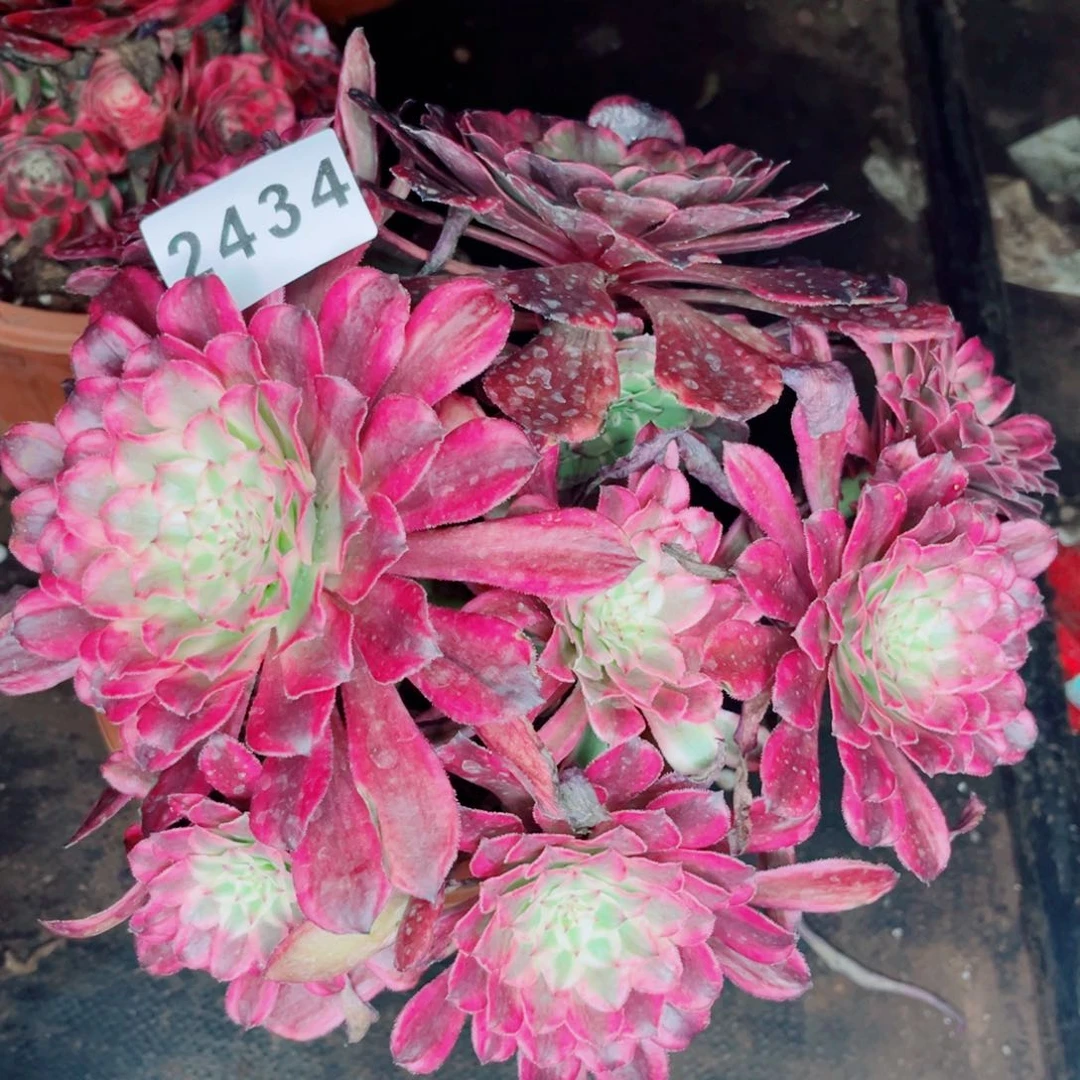 粉仙多肉发货发货