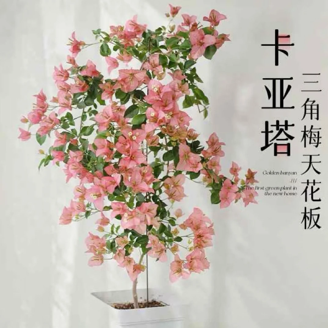 卡亚塔·三角梅勤花丰花四季开带盆带花可用于阳台庭院盆栽三角梅
