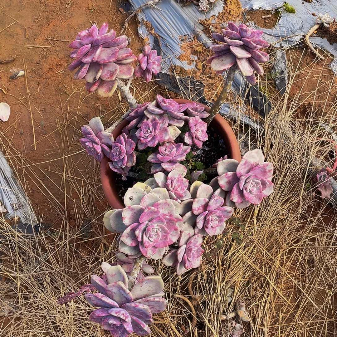 紫乐29.8多肉老桩，掉头不售后