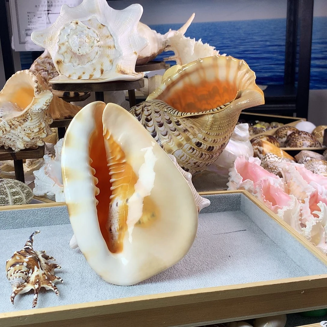 手串/手链贝壳贝壳