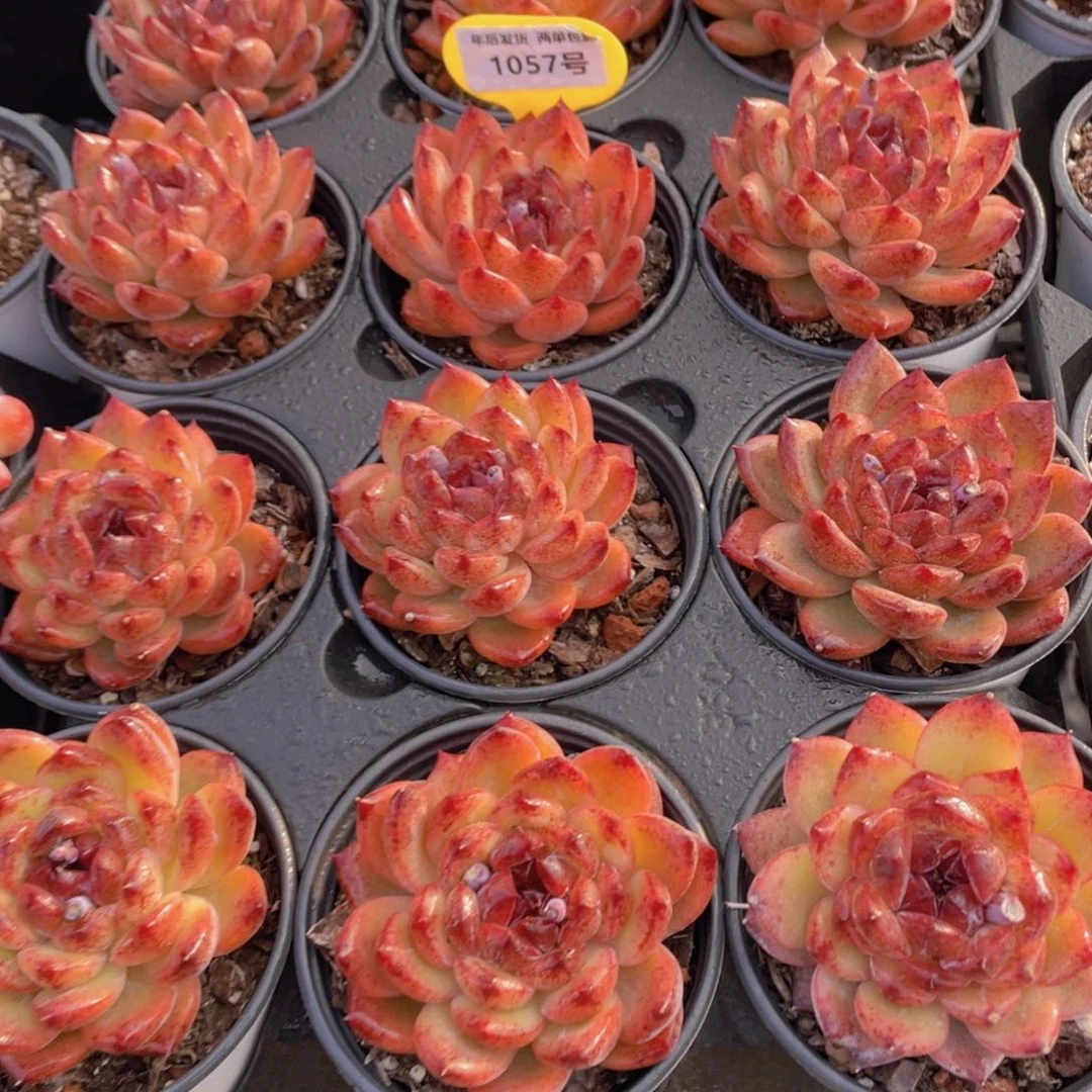 1057号糖心黑钻单头一个