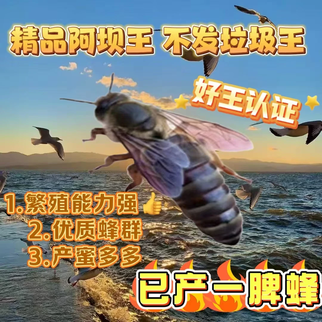 【包活到手】中蜂蜂王处王未交尾阿坝长白山仓王土蜂王种王