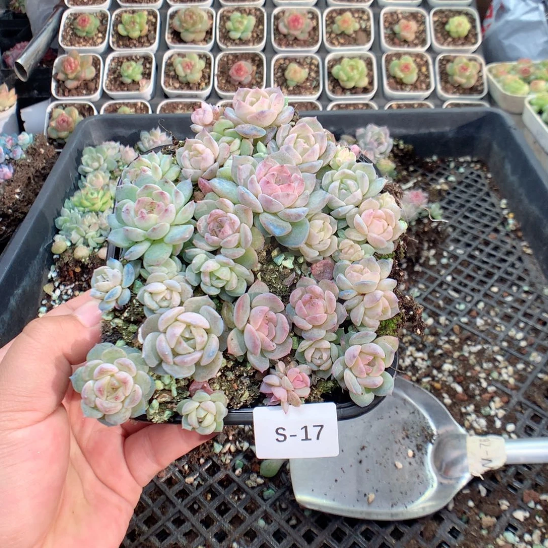 李***星无花朵S17英语英语