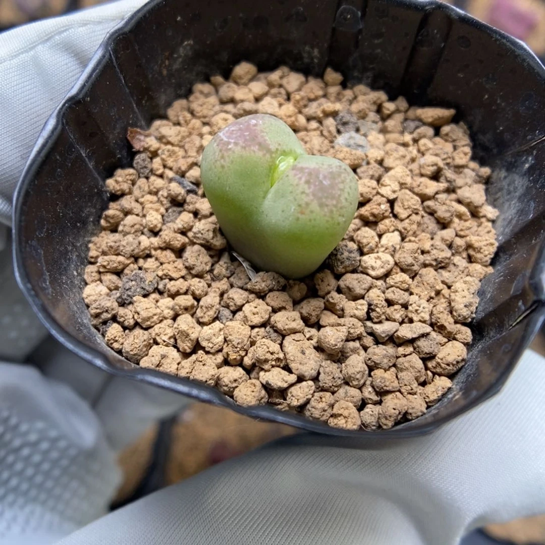 多肉植物肉锥杂交K-3633