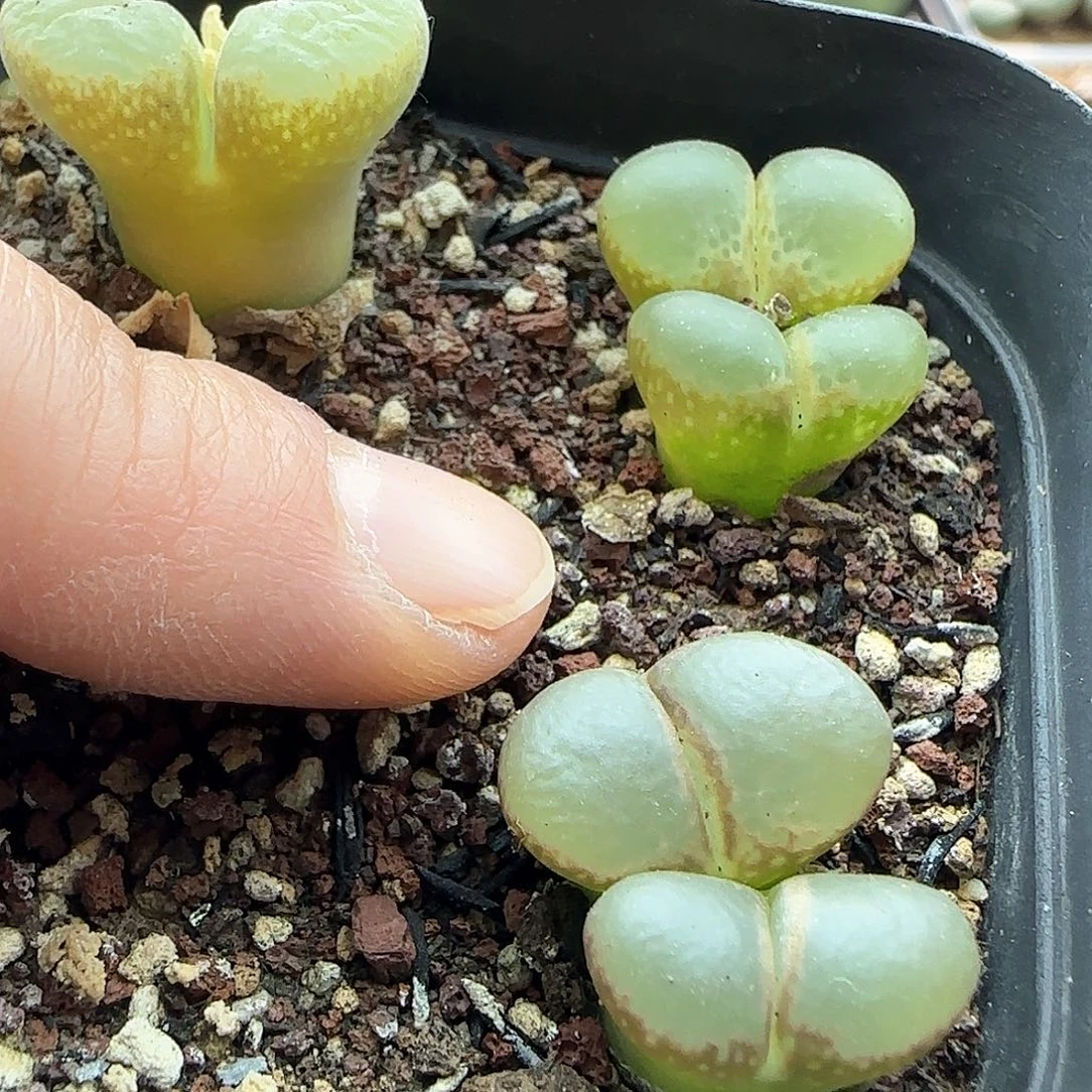 脱土年后发货23752