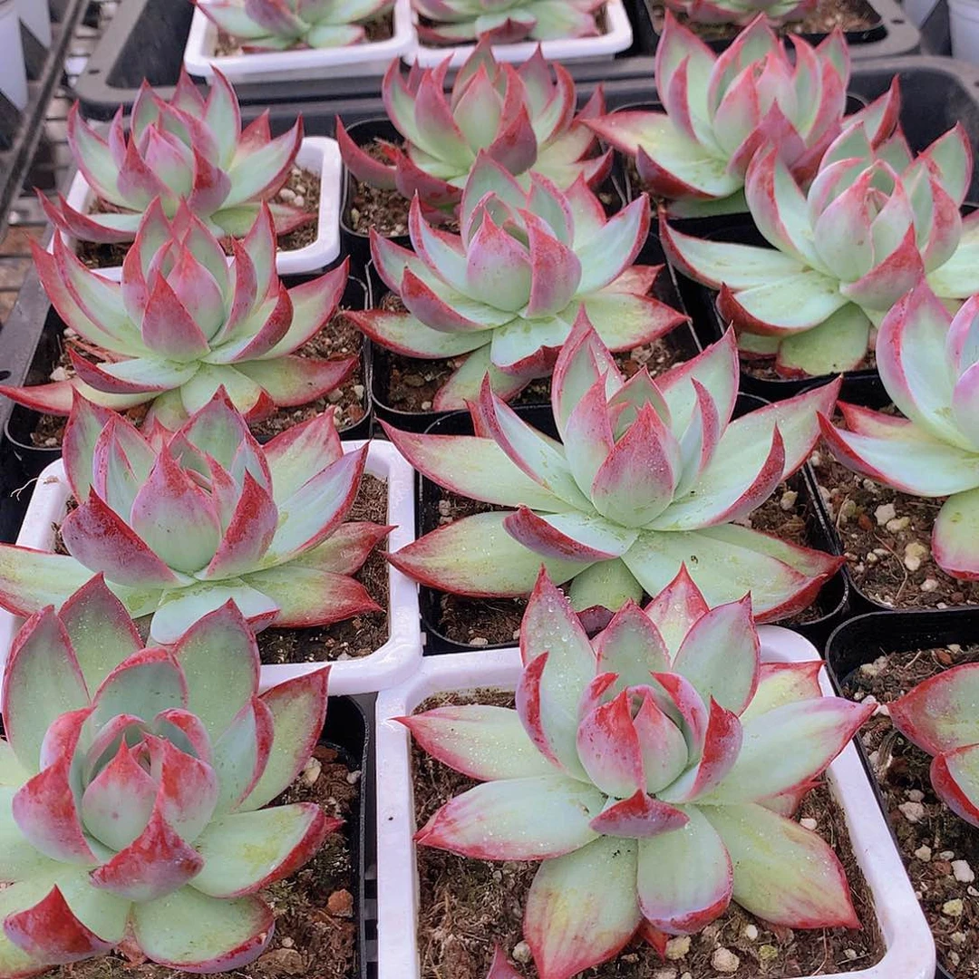 惊鸿仙子356788889990