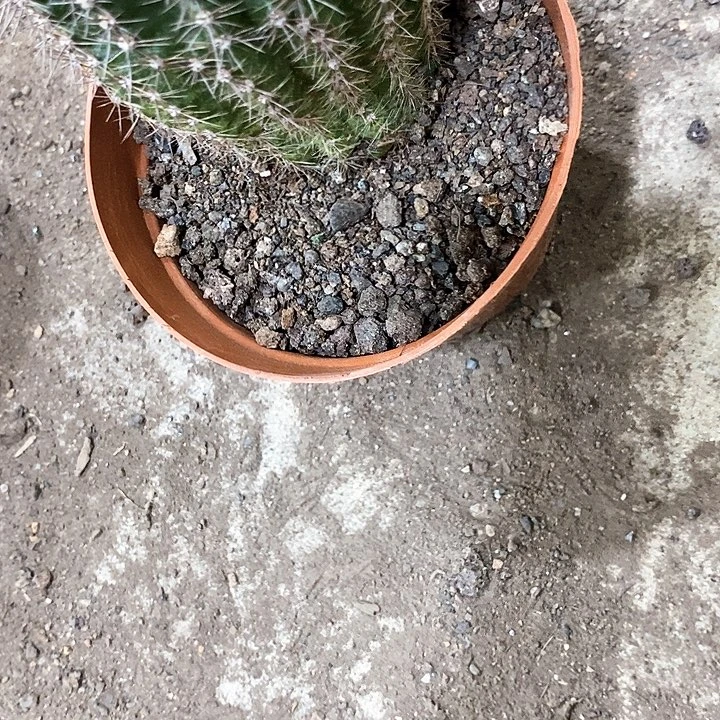 香橙多，高8-10公分左右