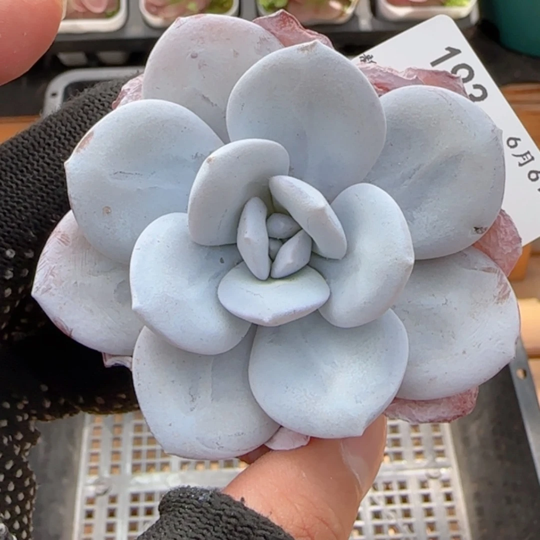 0606-193雪莲雪莲