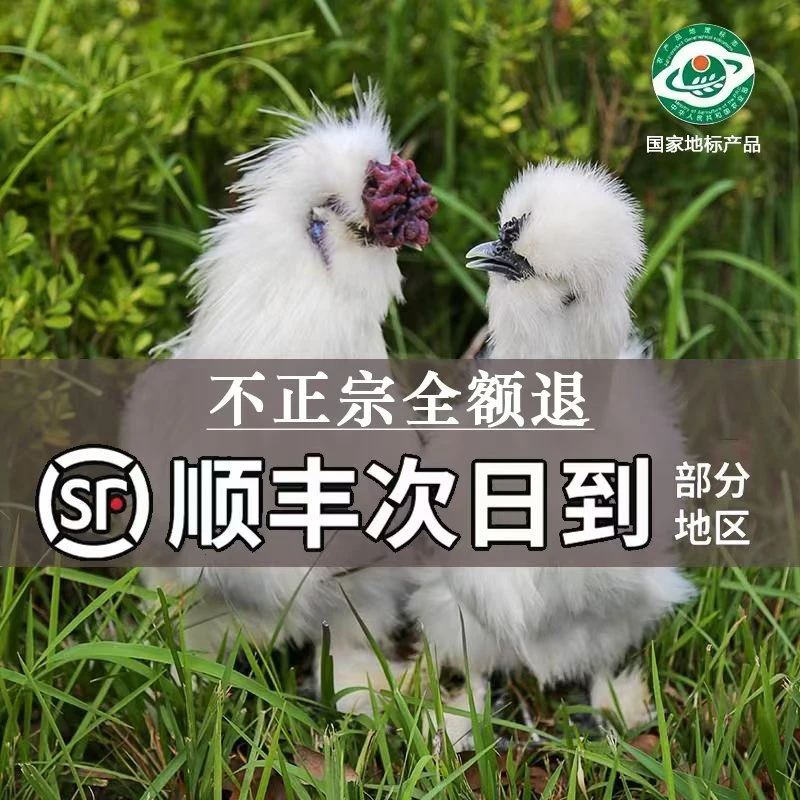 （发活的）宠物鸡  泰和乌鸡 丝毛乌骨鸡 散养900天泰和 顺丰包邮