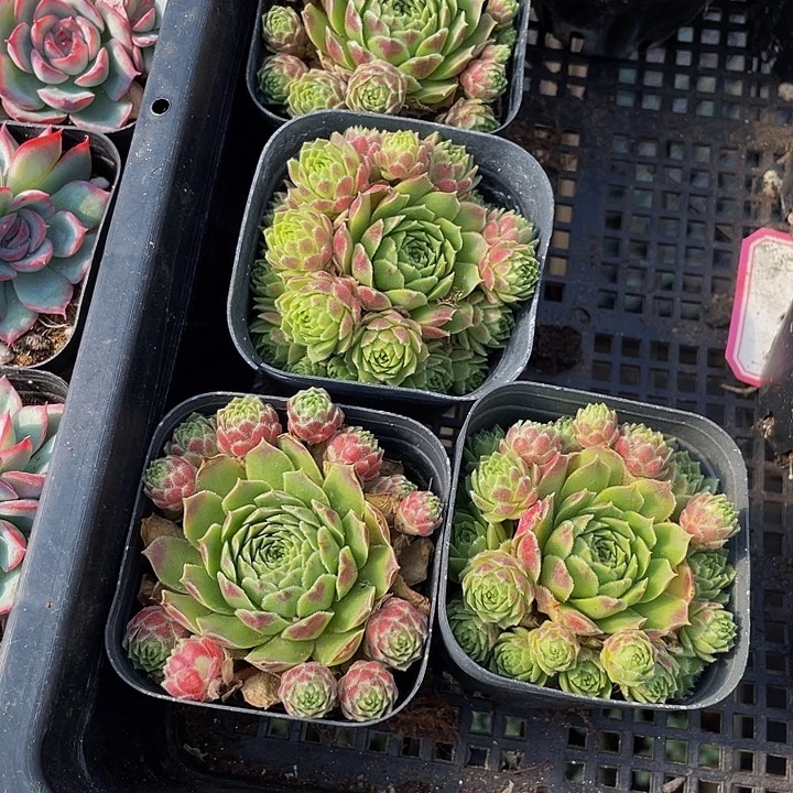 爱德华球带盆土发货