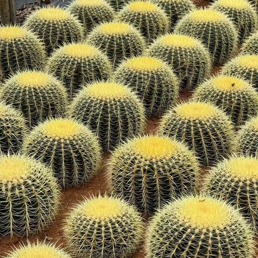 超大仙人球金琥盆栽室内外办公桌面绿植多肉植物花卉防辐射金虎