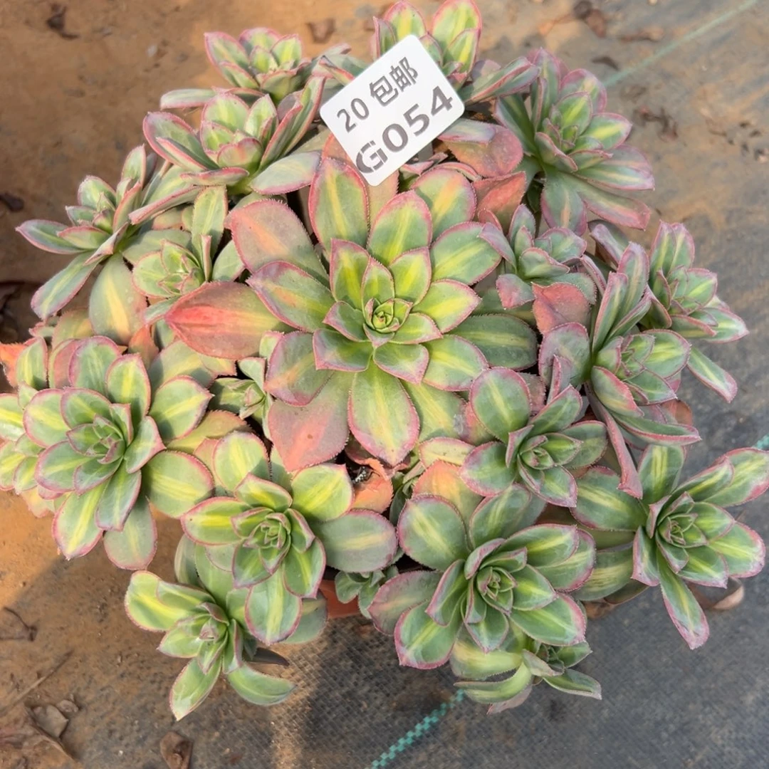 054星灿，满20包邮