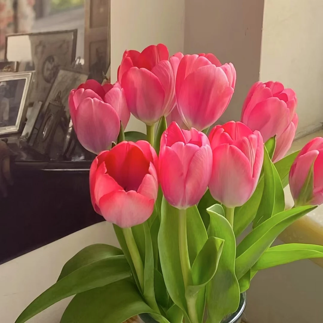 【嫣然】郁金香水养鲜切花办公室室内瓶插花桌面装饰简单浪漫自然