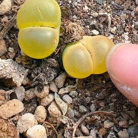 【闪购商品】25552