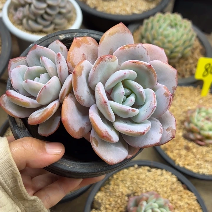 奶茶 老桩 夏鸣园艺