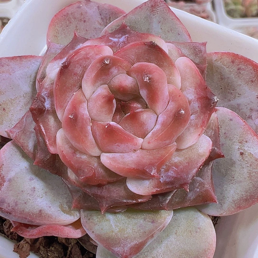 紫墨19包邮多肉植物