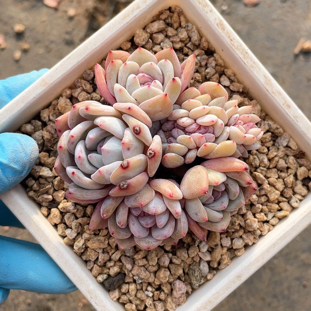 多肉植物多肉植物