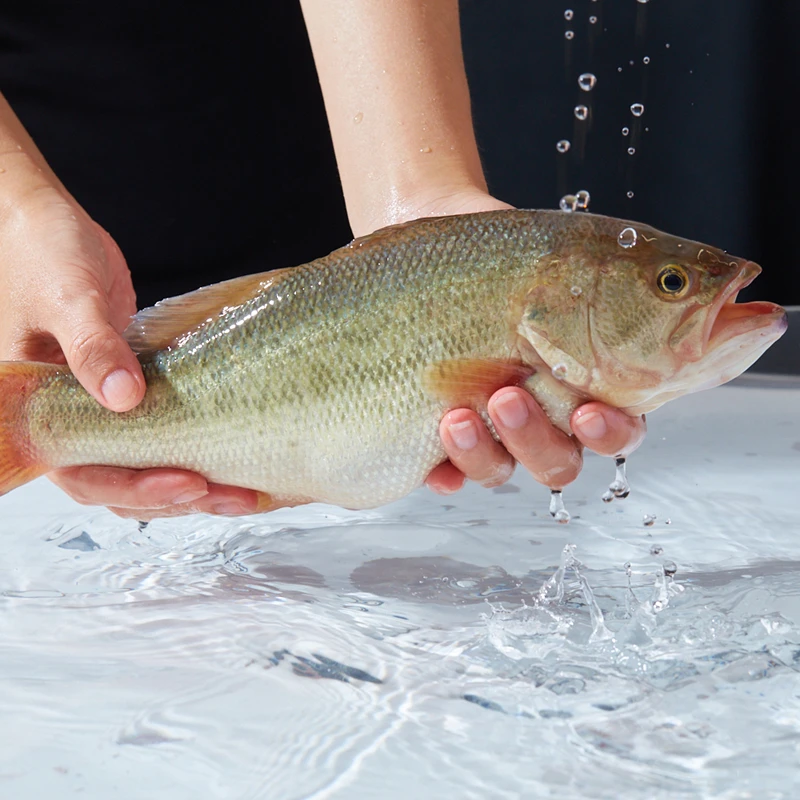 鲜活大鲈鱼(500-600g)