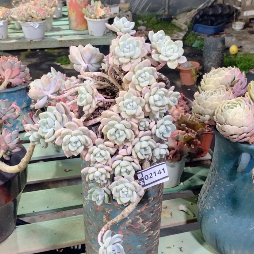 【闪购商品】萌*克洛伊02141