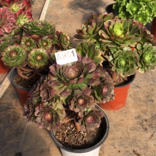 法师多肉植物善***人法师951