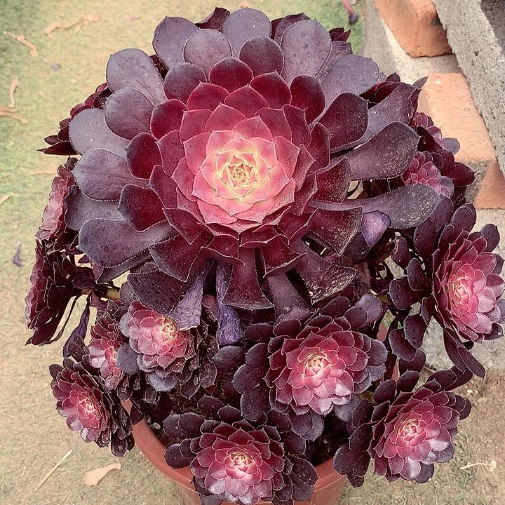 黑铜壶，多肉植物的