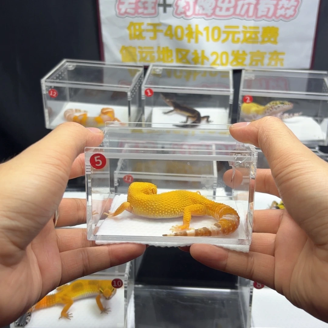 豹纹守宫阳光守宫