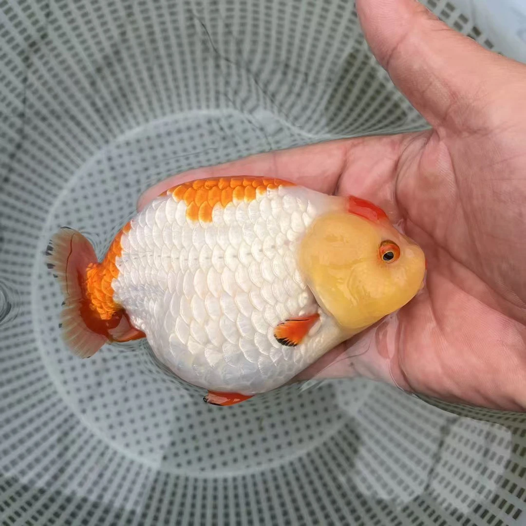 泰狮兰寿金鱼淡水冷水观赏鱼好养耐活适合新手活体宠物鱼
