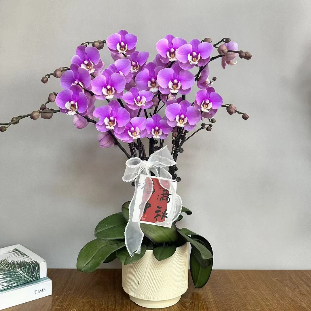 蝴蝶兰【安娜】欧品年宵花粉色系大花蝴蝶兰鲜花室内送礼高端花卉