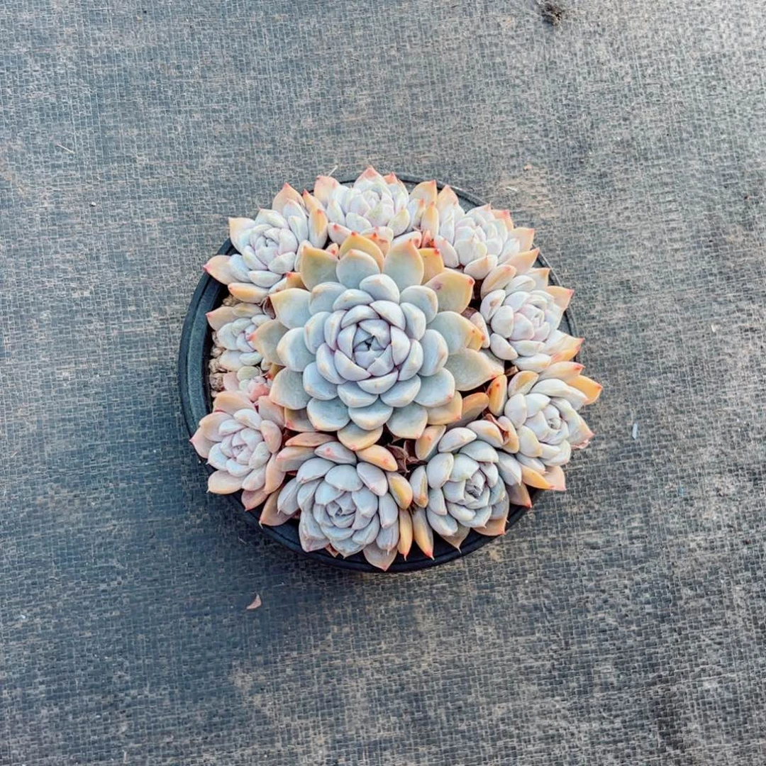 雪兔多肉植物多肉