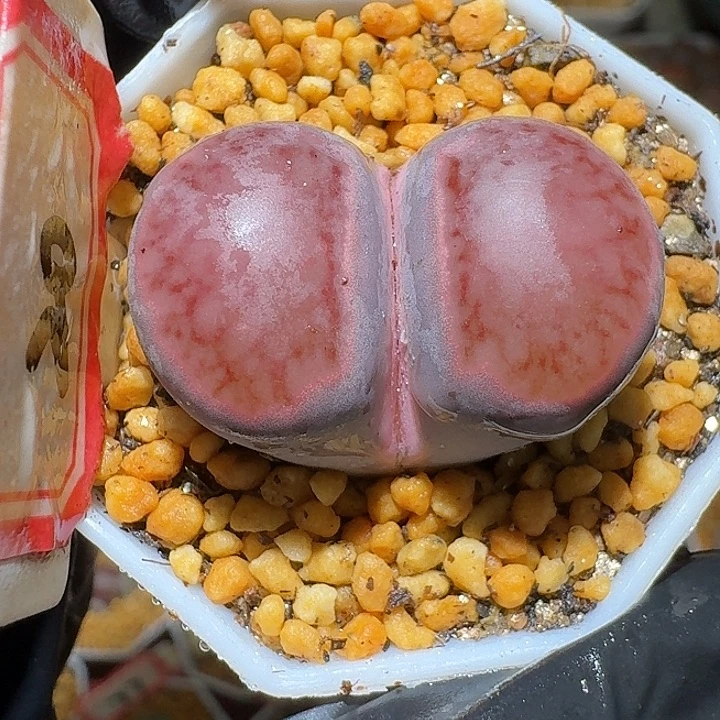 生石花2:：：：。    579号