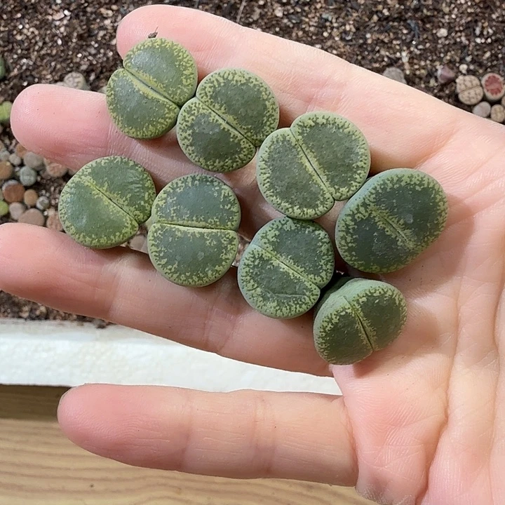 330生石花整筐脱土发货